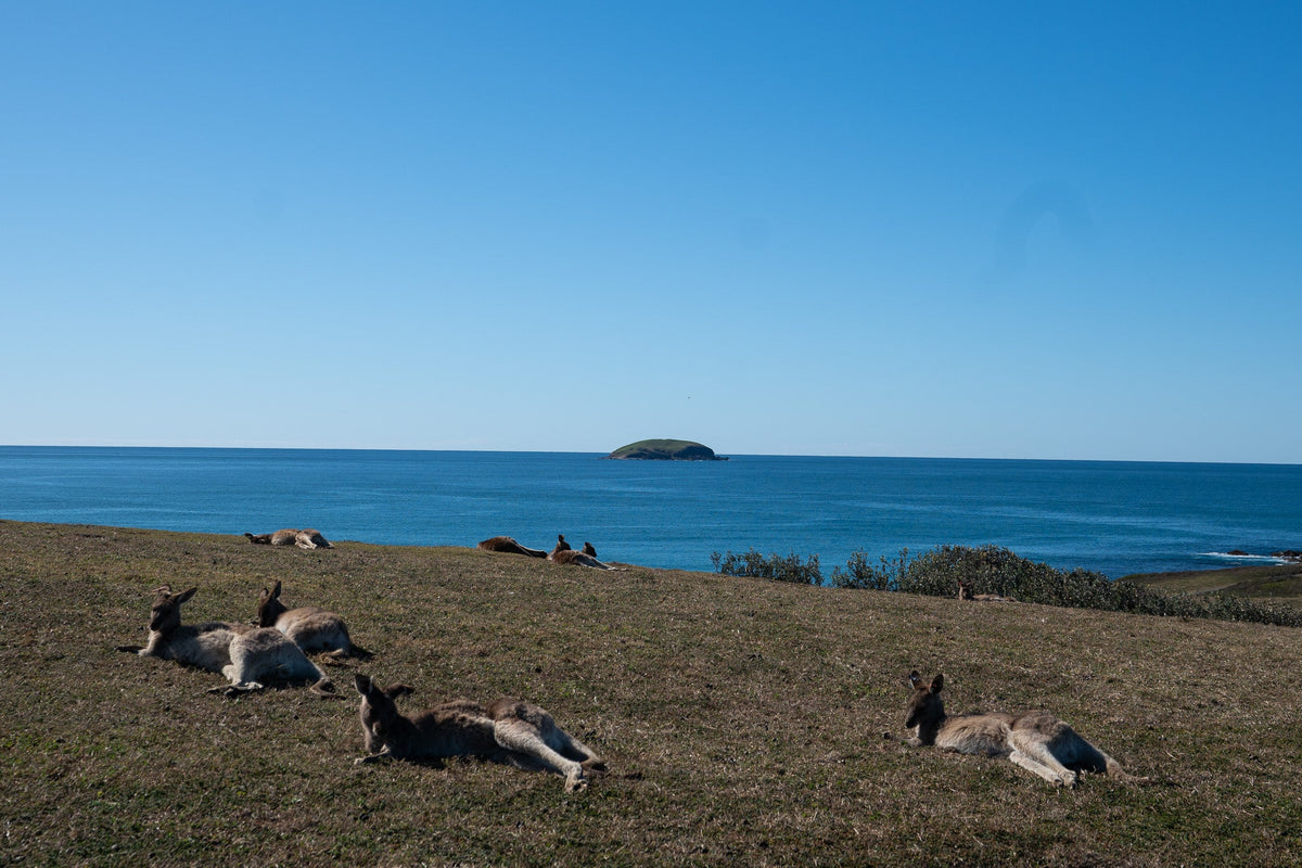 Annual Arrawarra Camping Trip
